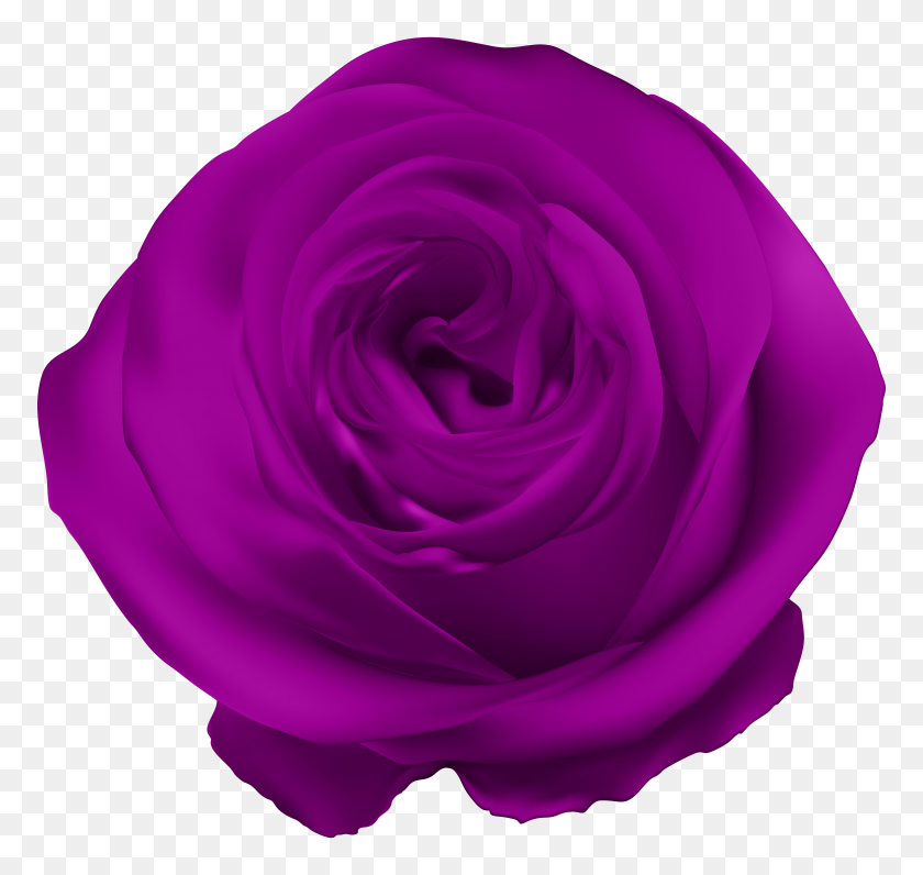 8000x7550 Purple Rose Png Clip - Purple Rose Clipart