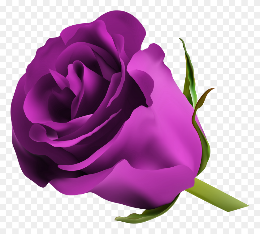 8000x7168 Purple Rose Png Clip Art - Purple Rose Clipart
