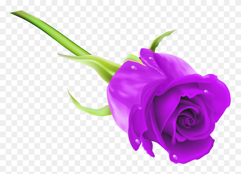8000x5628 Purple Rose Png Clip Art - Lilac PNG