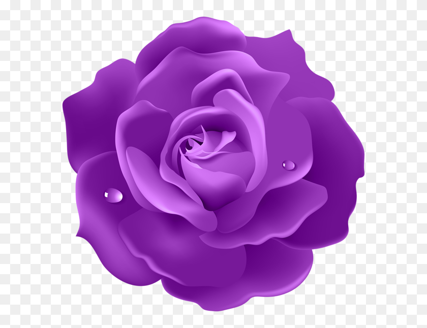600x586 Rosa Púrpura Imagen Png Astuto Rosas Púrpuras Y Astuto - Rosa Púrpura Png