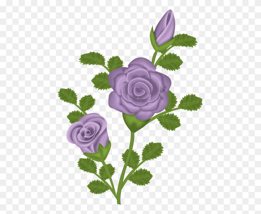 469x631 Imágenes Prediseñadas Transparente De Rosa Púrpura - Imagen De Clipart Transparente De Rosa