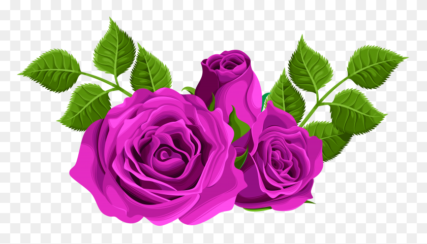 8000x4325 Purple Roses Decorative Png Clip Art - Purple Rose Clipart