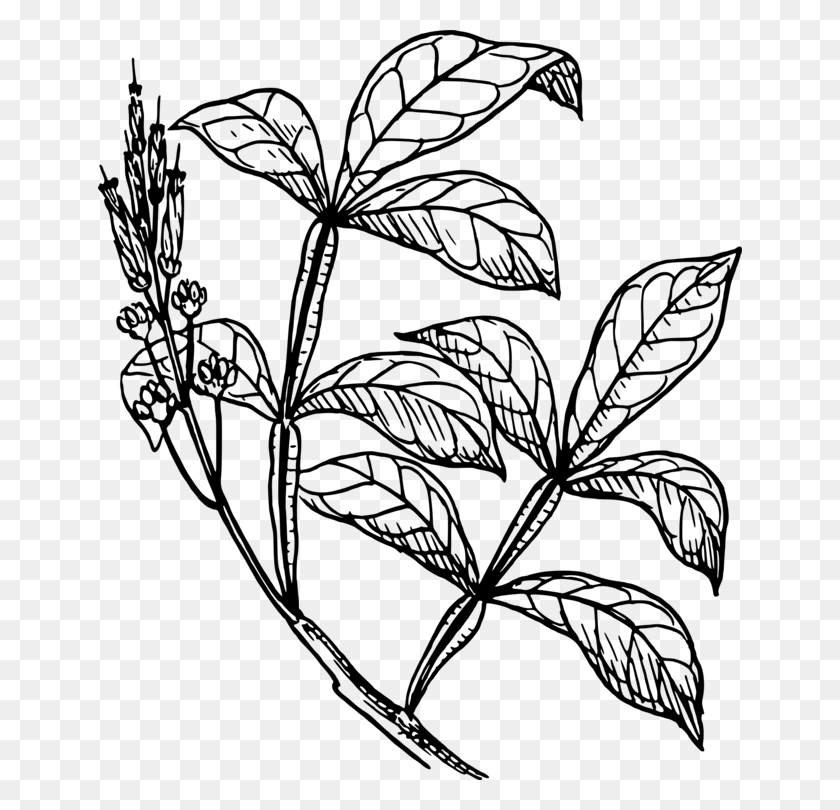 644x750 Quassia Amara Shrub Plants Drawing Plant Stem - Honeysuckle Clipart