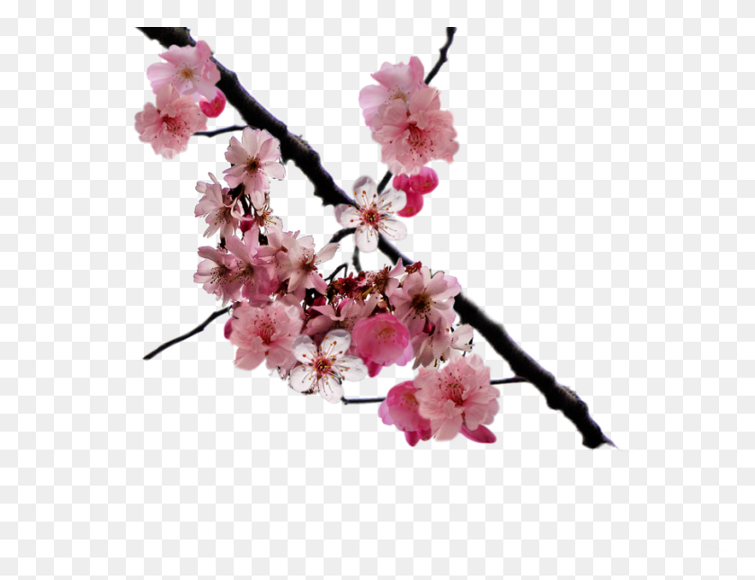 900x675 Quilling De Los Cerezos En Flor - Árbol De Sakura Png
