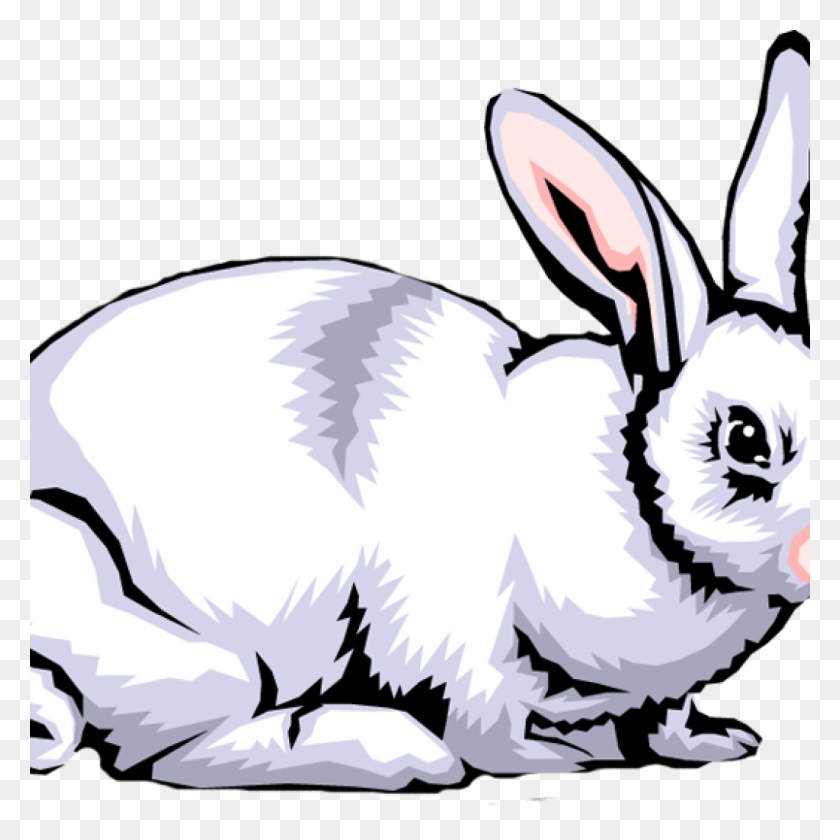 1024x1024 Кролик Clipart Скачать Бесплатный Клипарт - Кролик Клипарт