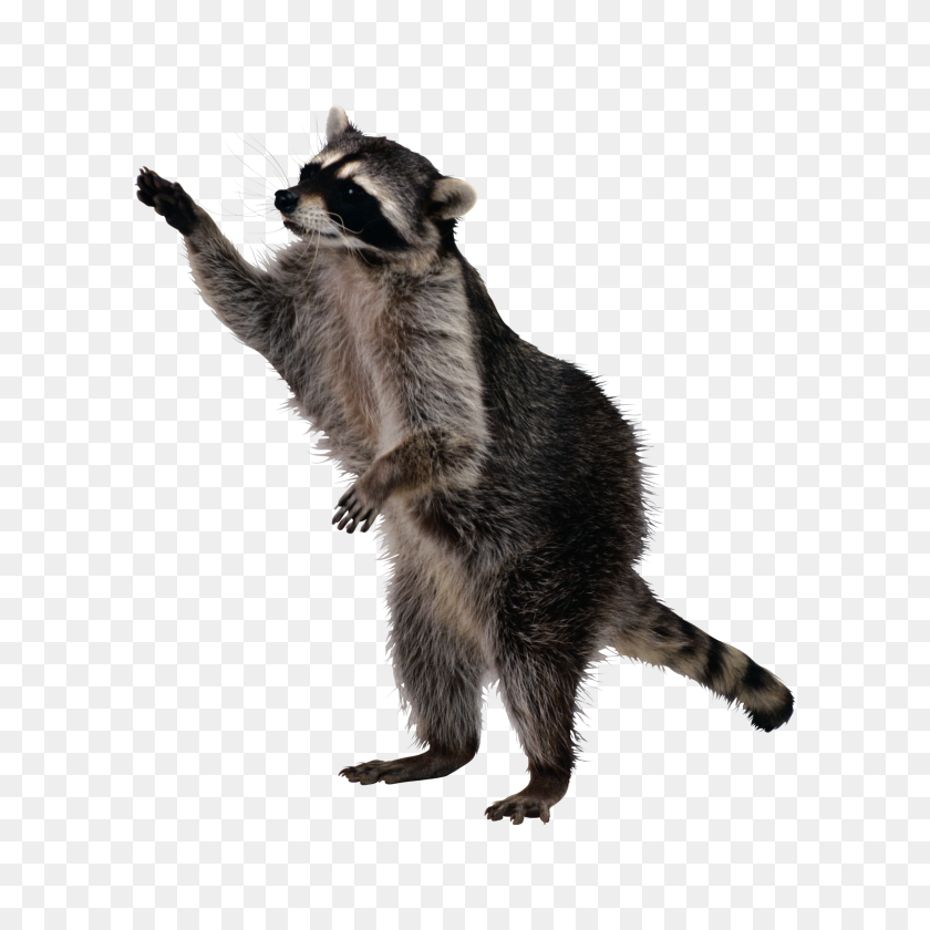 2289x2289 Racoon - Racoon PNG