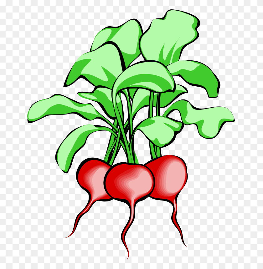 665x800 Radish Clipart Leafy Vegetable - Leafy PNG