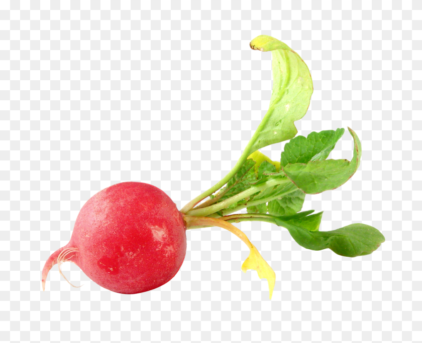 1942x1555 Radish Png Images Free Download - Fruits And Vegetables PNG