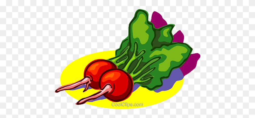 480x331 Ilustración De Imágenes Prediseñadas De Vector Libre De Regalías De Rábano, Verduras - Imágenes Prediseñadas De Rábano