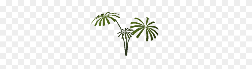 250x173 Растение Тропических Лесов - Тропический Лес Png
