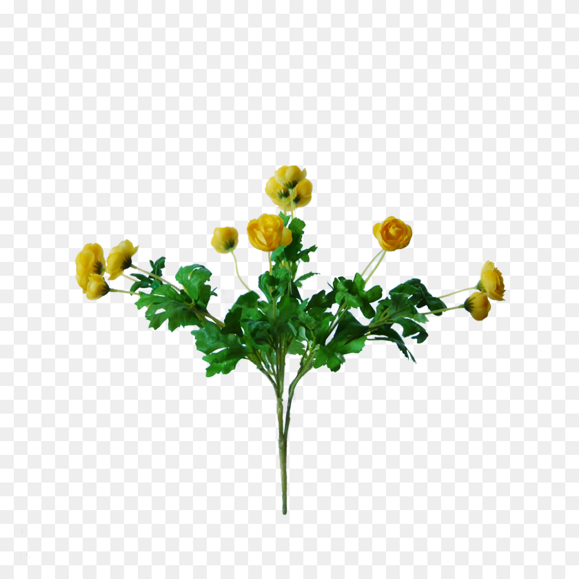 2440x2440 Ranunculus Bush With Flowers Cm Yellow - Flower Bush PNG