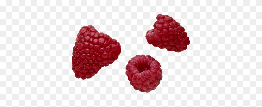 379x283 Raspberries In Hand Transparent Png Image - Raspberries PNG