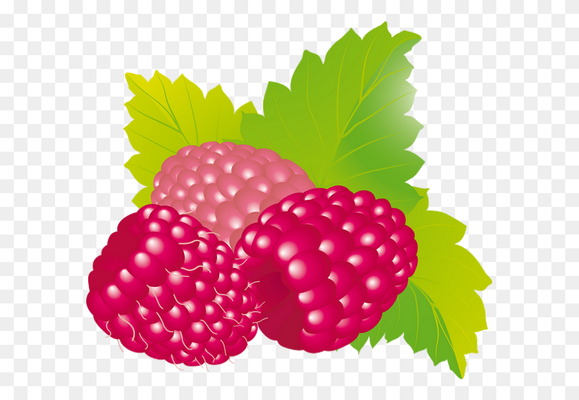 590x520 Raspberry - Raspberries PNG