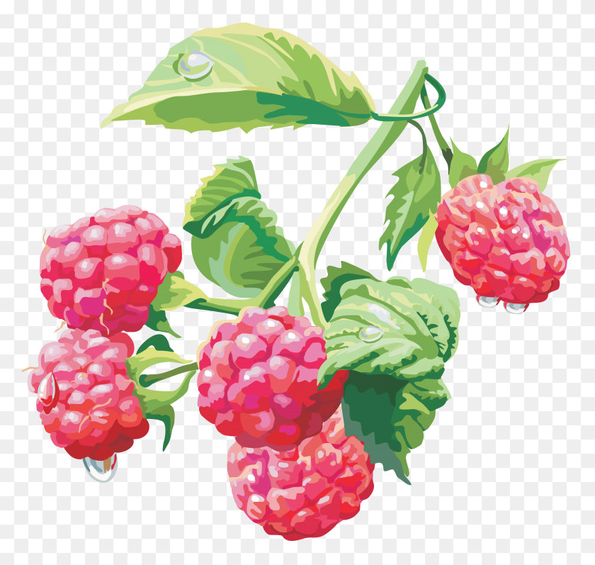 3705x3505 Raspberry Png Image - Bush PNG