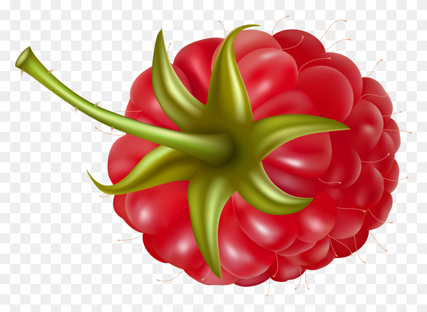 1627x1159 Raspberry Png Images Free Pictures Download - Raspberries PNG