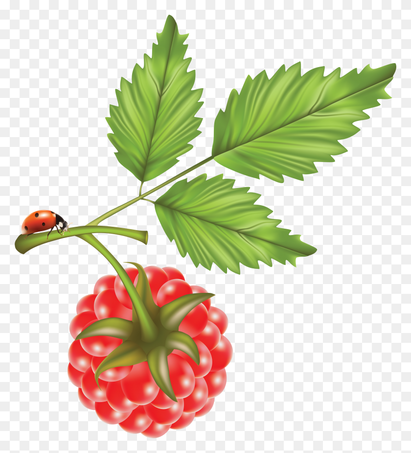 3183x3530 Raspberry Png Images Free Pictures Download - Raspberry PNG