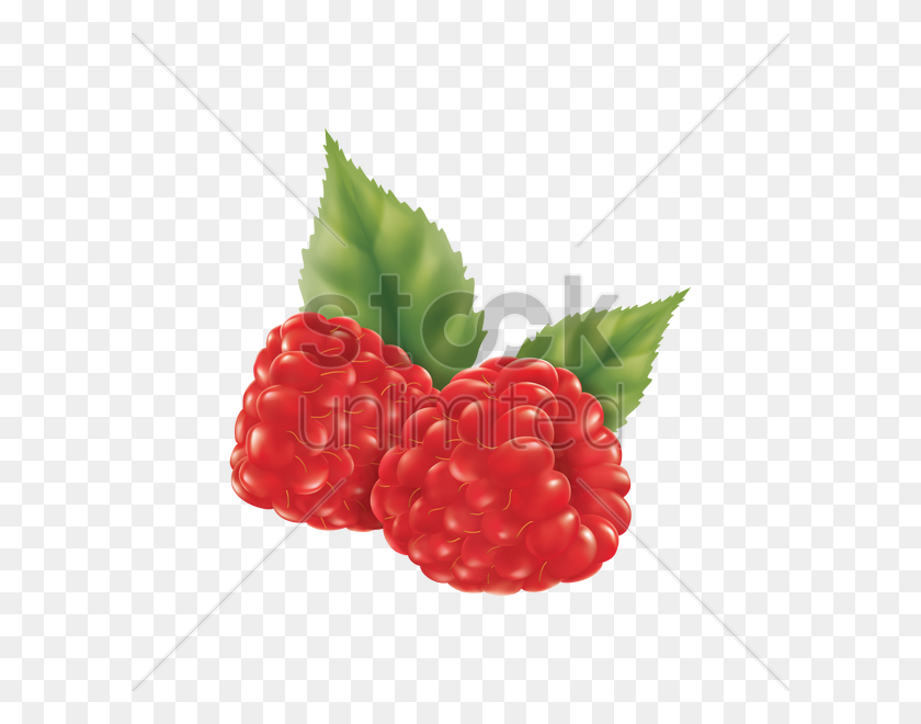 600x600 Raspberry Vector Image - Raspberries PNG