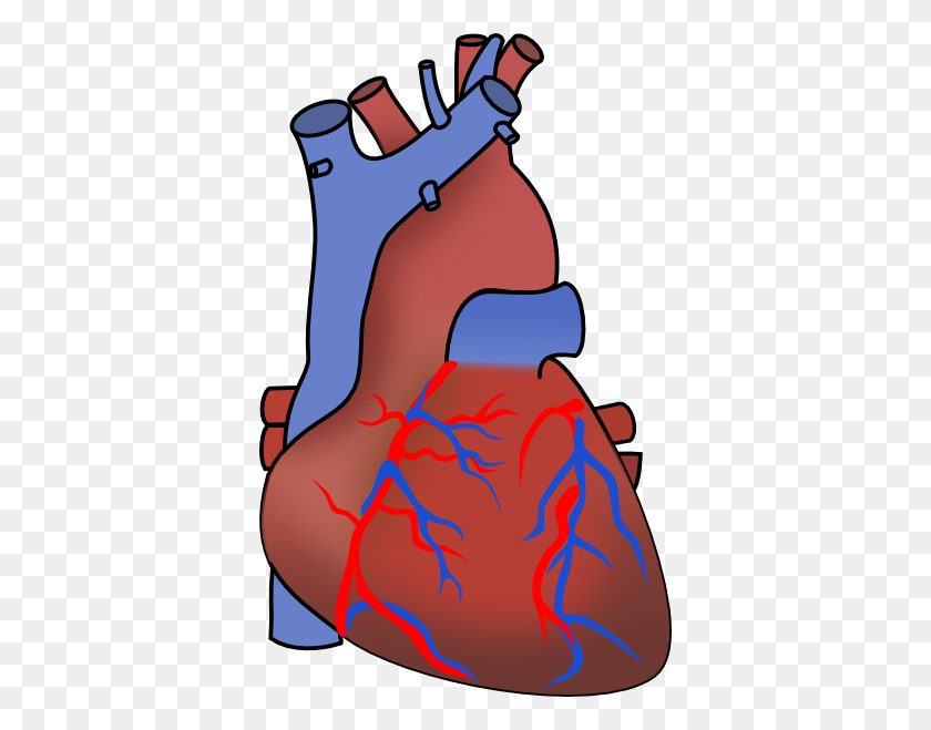372x599 Оценить Клипарт Человеческое Сердце - Клипарт Сердечного Ритма