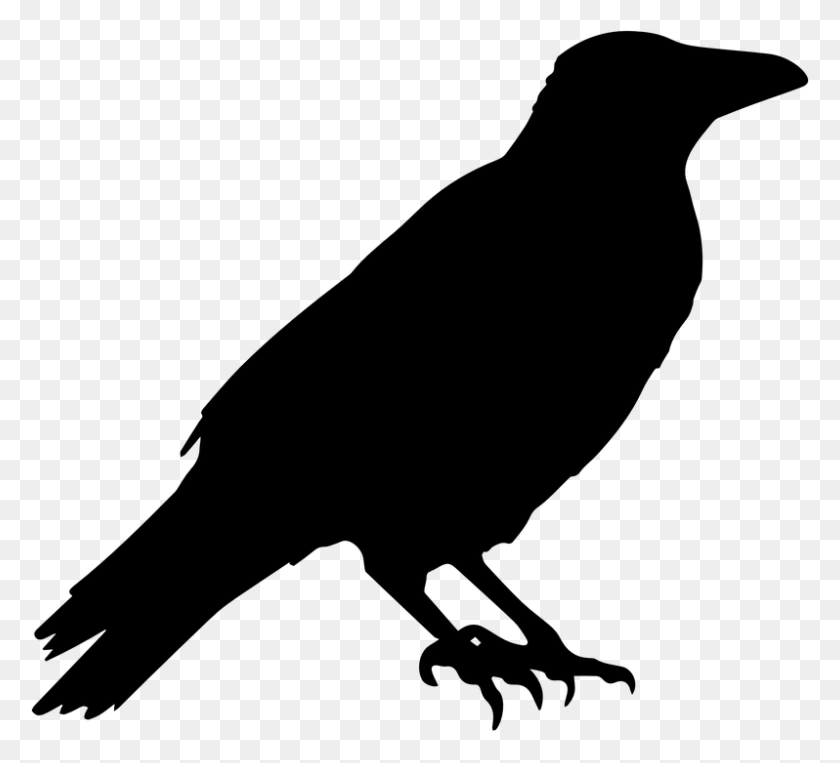 798x720 Raven Bird Clipart Clip Art Images - Ravens PNG