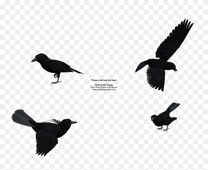 4000x3200 Raven Clipart Rook - Crow Clipart Black And White