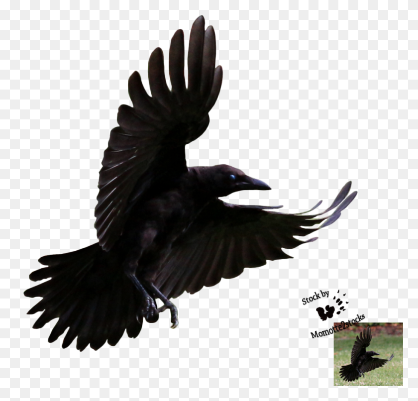 914x875 Cuervos En Cuervo, Cuervo - Dinero Volando Png
