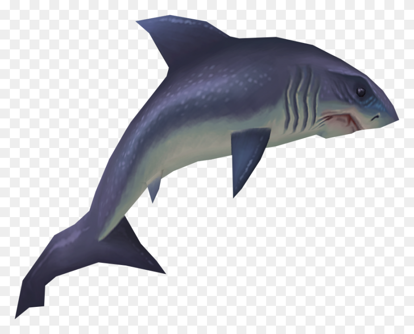 873x691 Raw Great White Shark - Shark PNG