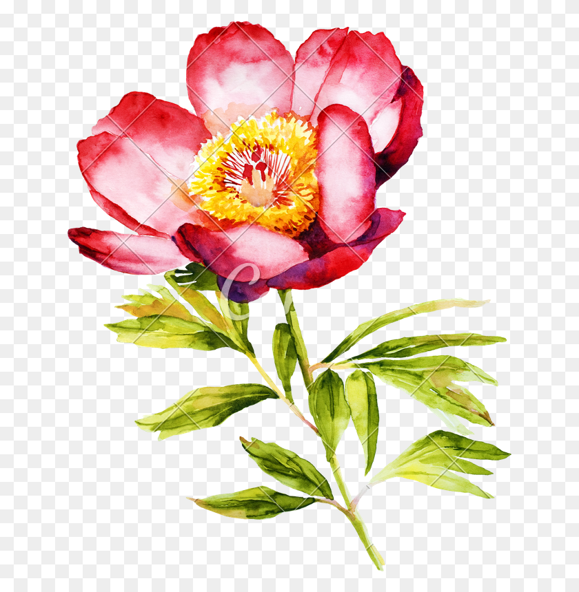 645x800 Read Peony Watercolor - Flower Watercolor PNG