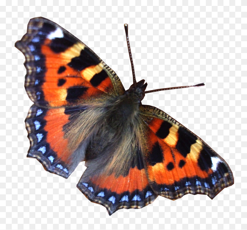 1815x1679 Настоящая Бабочка Мотылек Png - Мотылек Png