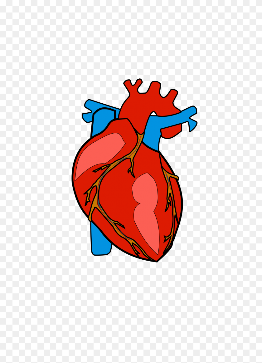 1697x2400 Настоящее Сердце Человеческое Сердце Клипарт Клипграунд - Наземный Клипарт