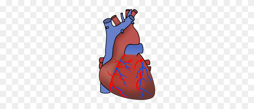 186x300 Real Human Heart Clipart - Real Heart Clipart