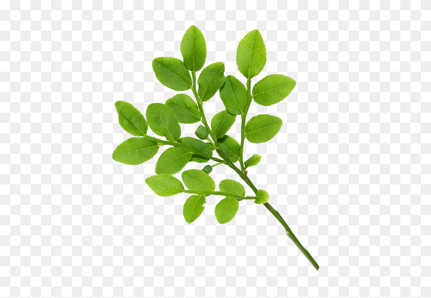 500x522 Real Leaves Vector, Clipart - Real Flowers PNG