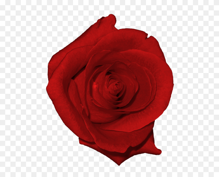 514x619 Rosa Roja Real Png - Flores Real Png