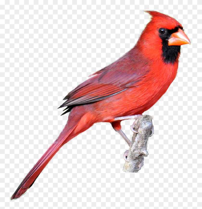 930x965 Realistic Birds Cliparts Free Download Clip Art - Cardinal Clipart Free