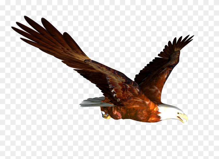 1600x1131 Realistic Clipart Eagle - Eagle Wings Clipart