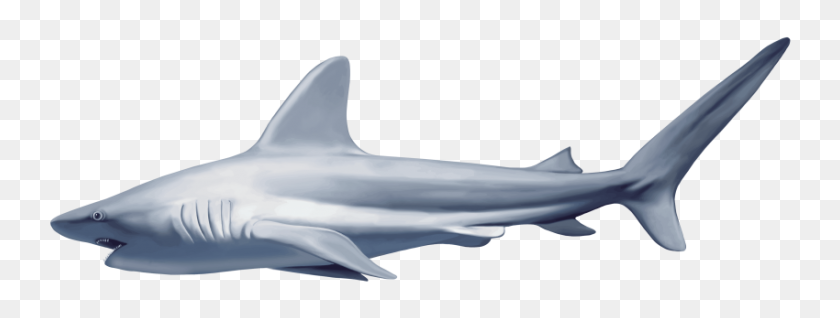 850x282 Realistic Shark Png - Shark PNG