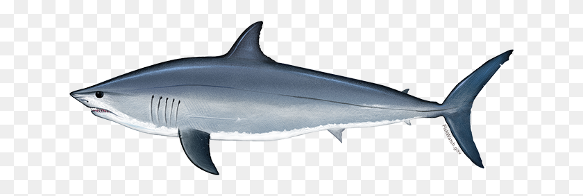 640x223 Recipes Fishwatch - Shark PNG