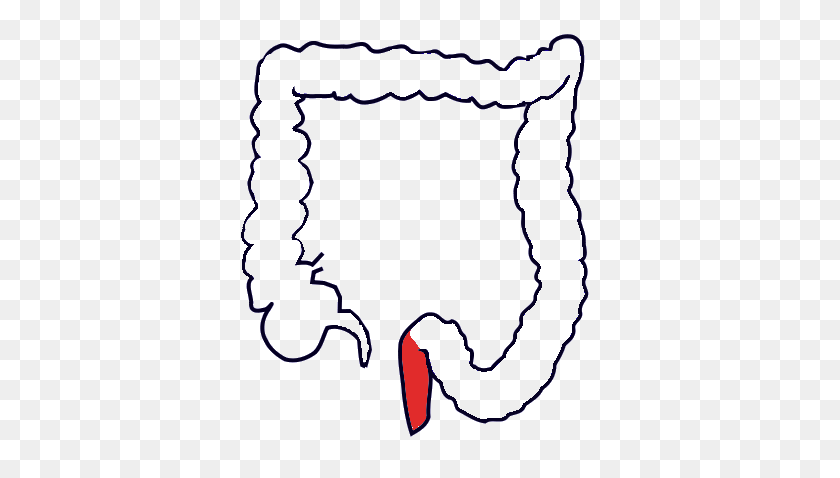 376x418 Rectum - Anatomy And Physiology Clipart