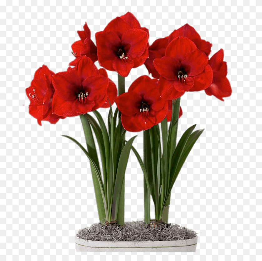 1000x1000 Red Amaryllis In Flower Pot Transparent Png - Flower Transparent PNG