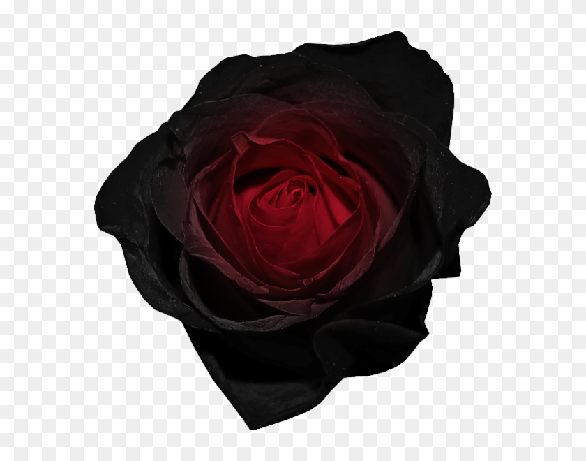 599x600 Red And Black Rose Png - Black Flower PNG