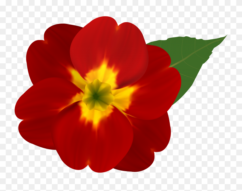 6260x4855 Красный И Желтый Цветок Png Клипарт - Красный Цветок Png