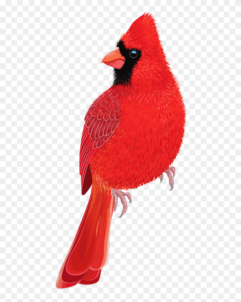 480x990 Imagen De Pájaro Rojo Png - Pájaro Rojo Png