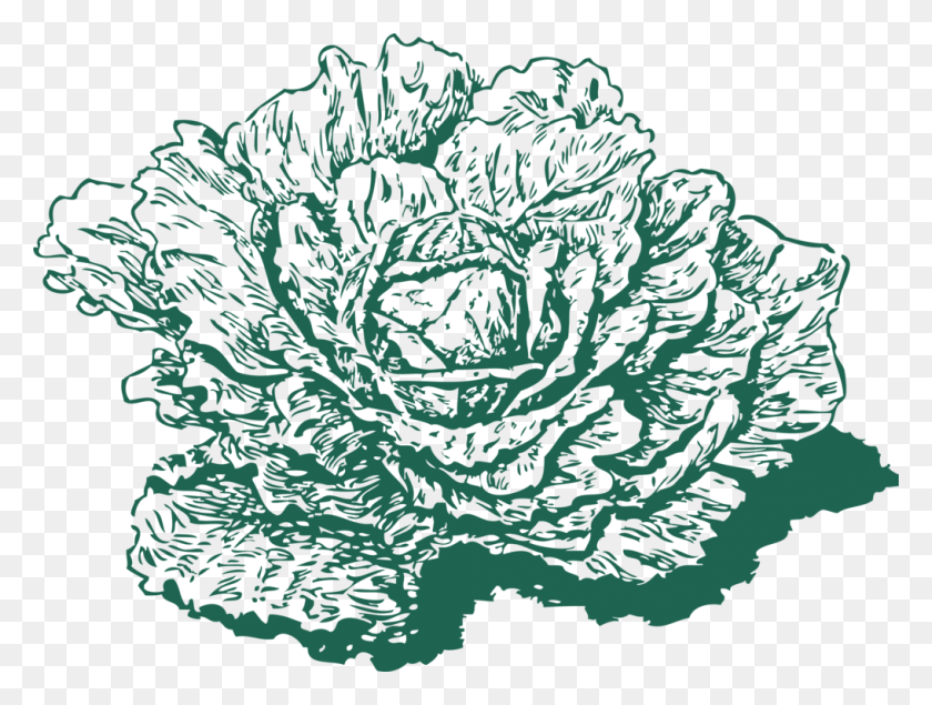 1016x750 Red Cabbage Leaf Vegetable Cauliflower - Cauliflower Clipart
