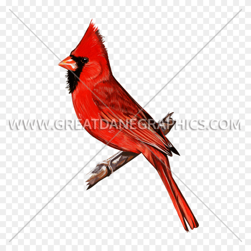 825x825 Obra De Arte Lista Para La Producción De Cardinal Rojo Para La Impresión De Camisetas - Cardinal Png