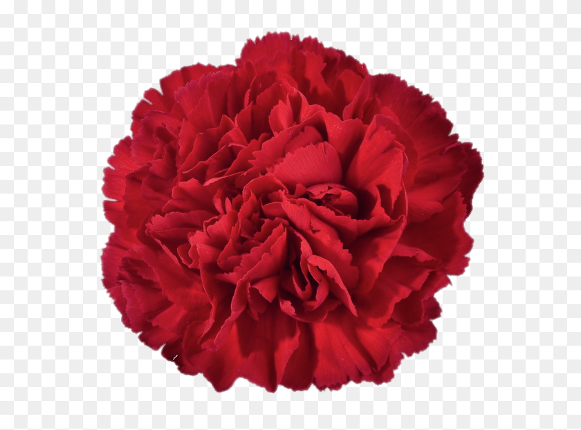 616x562 Red Carnation Transparent Png - Carnation PNG