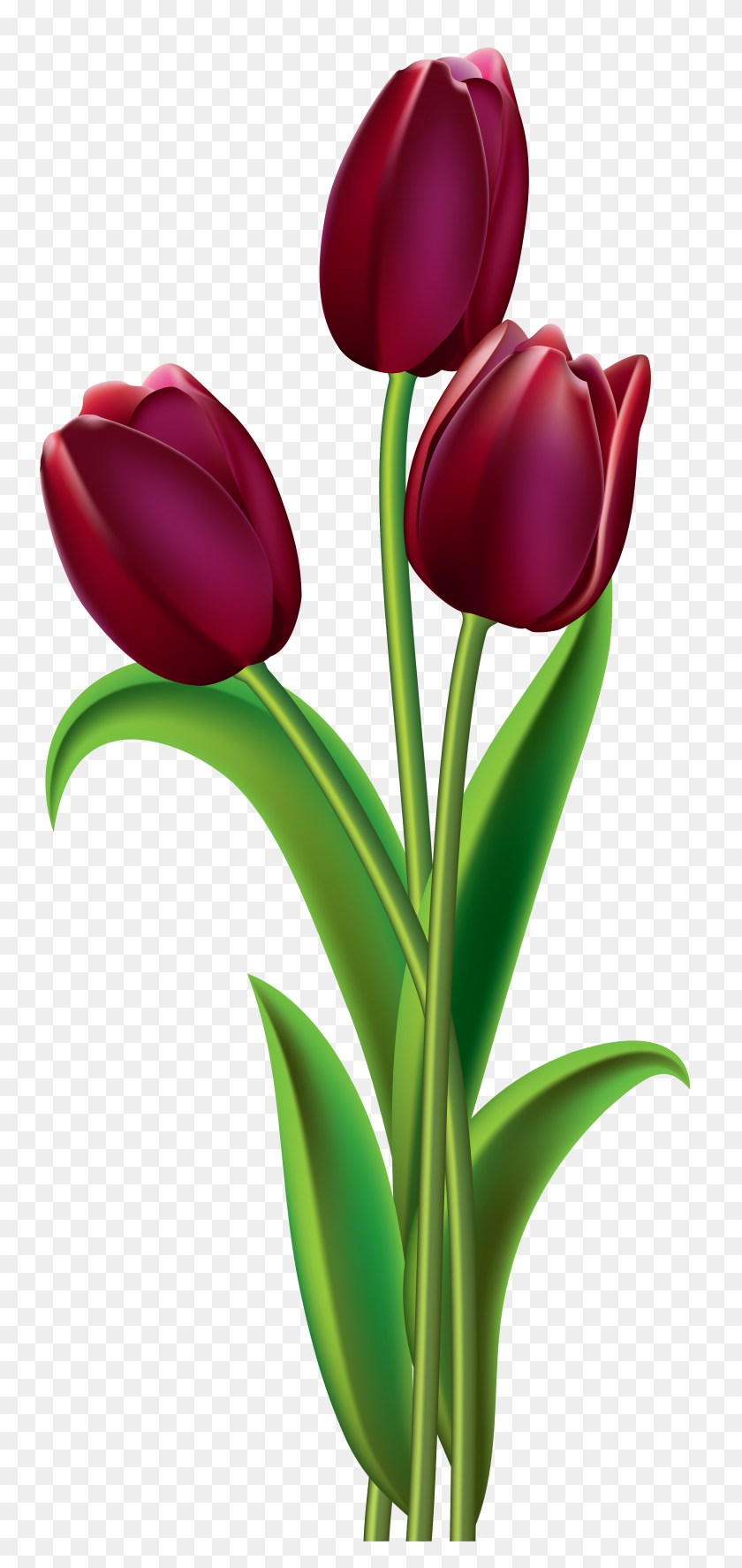 2767x6083 Tulipanes Rojos Oscuros Png Clipart - Tulip Png