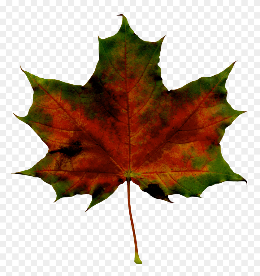 1750x1870 Red Fall Leaf Png Clipart - Maple Tree PNG