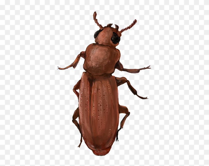 400x605 Escarabajo De La Harina Roja - Escarabajo Png