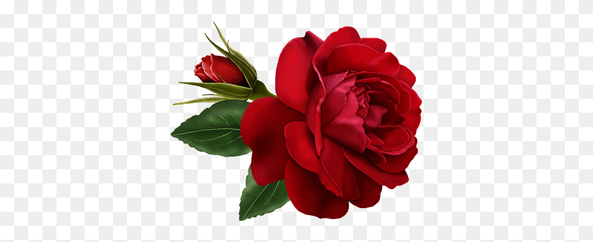 357x283 Красный Цветок Клипарт Бутон Розы - Татуировка Роза Png