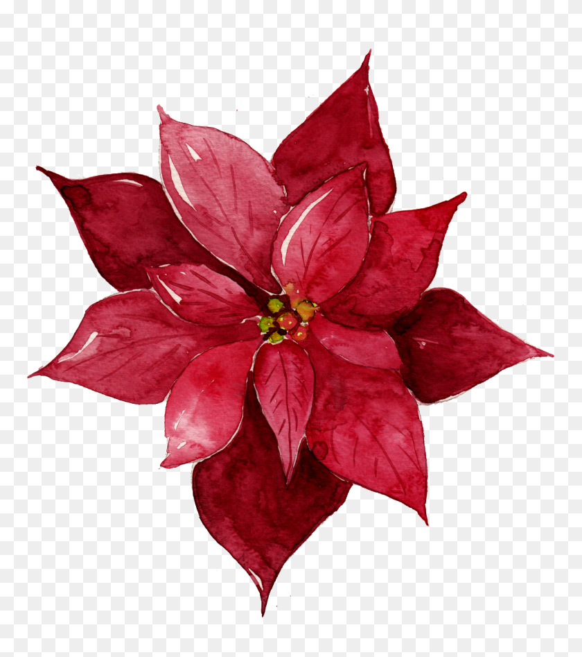 1024x1165 Red Flower Free Illustration Free Png Download Png Vector - Watercolor Texture PNG