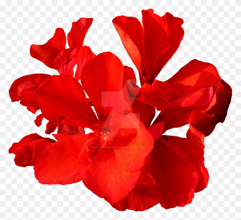900x815 Red Flower Png - Red Flower PNG